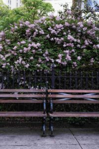 Two benches are conveniently placed near the white-flowered tree for people to rest.