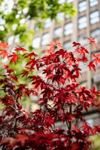 The red-leafed tree glows in the sunlight's golden rays, radiating natural beauty.